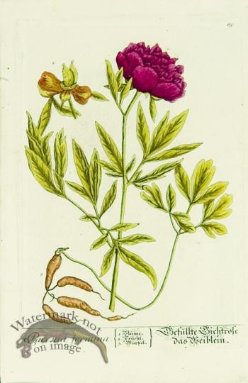 Blackwell German 163